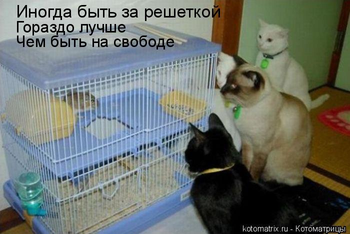Котоматрица: 