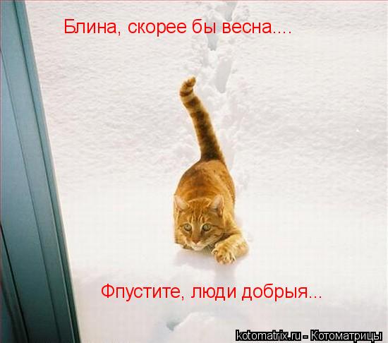 ... Котоматрица: