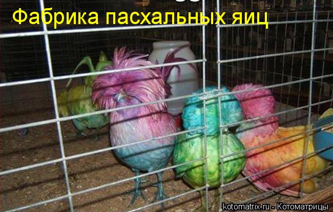 Котоматрица: 
