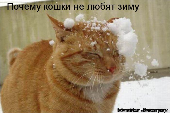 Котоматрица: 