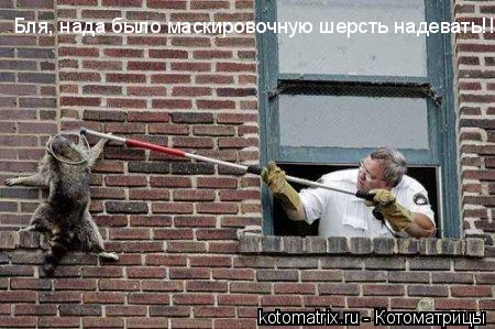 Котоматрица: 