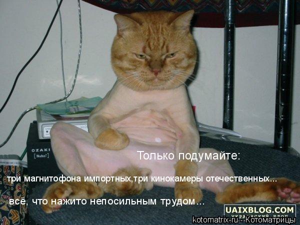 Котоматрица: 
