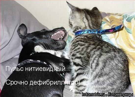 ... Котоматрица: