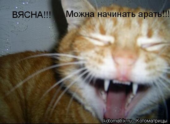 Котоматрица: 