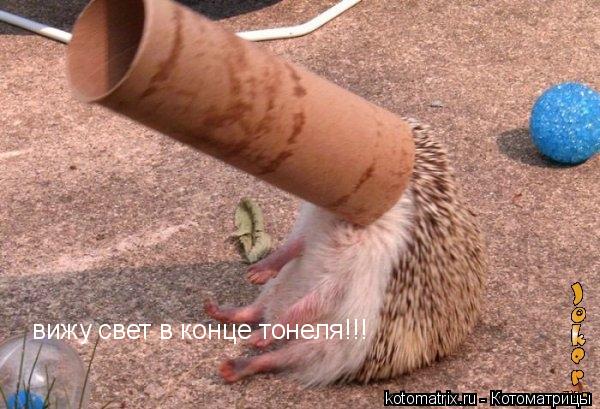 Котоматрица: 