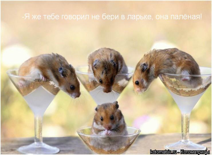 ... Котоматрица: