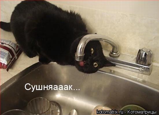 Котоматрица: 