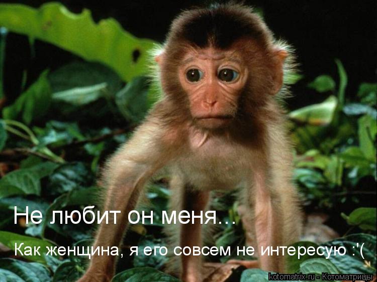 Котоматрица: 
