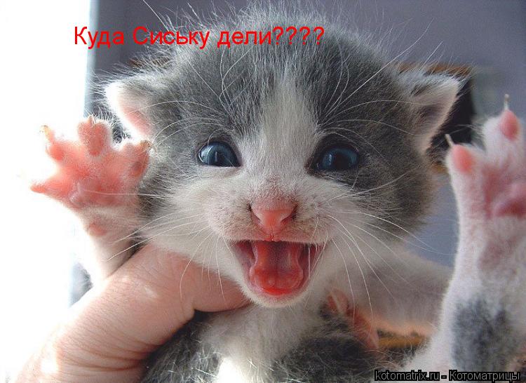 Котоматрица: 