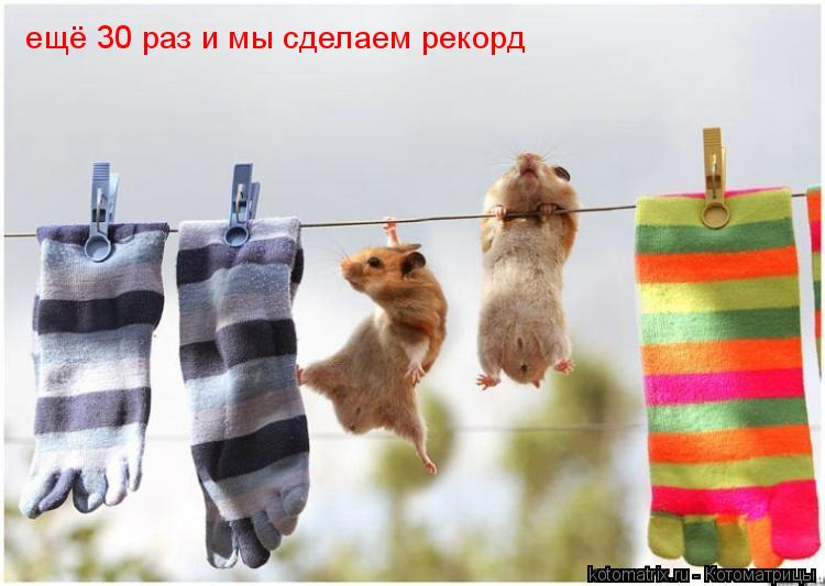 ... Котоматрица: