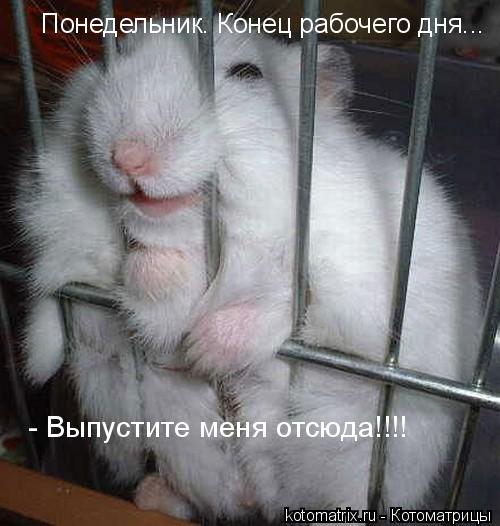 Котоматрица: 