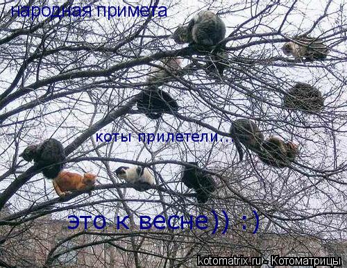 Котоматрица: 