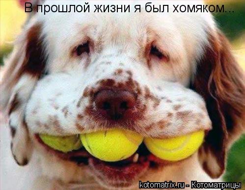 ... Котоматрица: