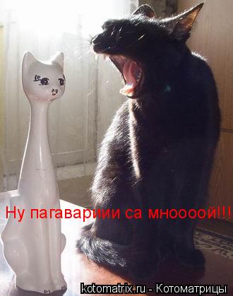 ... Котоматрица: