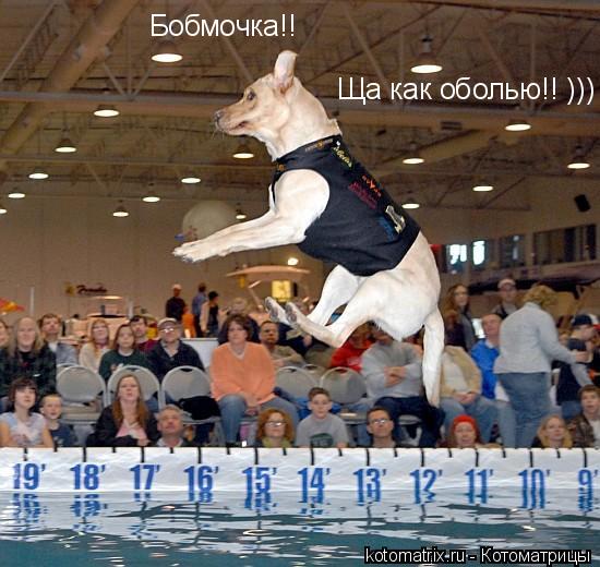... Котоматрица: