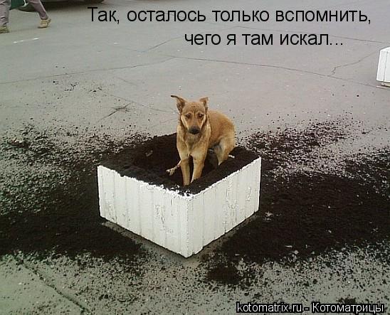 ... Котоматрица:
