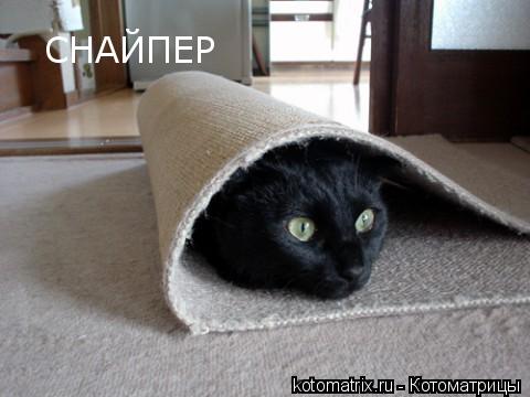 Котоматрица: 