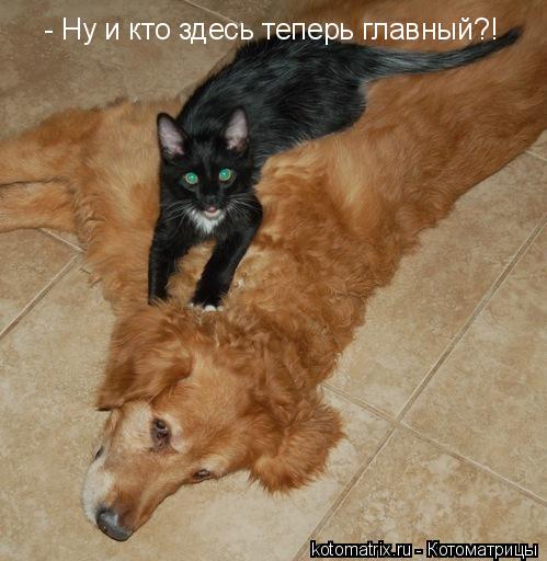 ... Котоматрица: