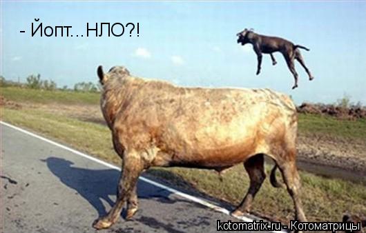 Котоматрица: 