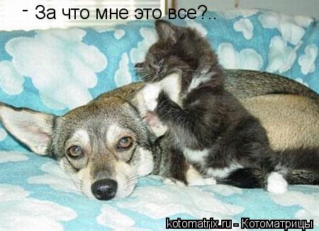 ... Котоматрица: