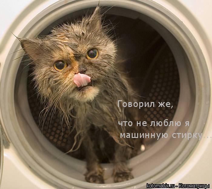 Котоматрица: 