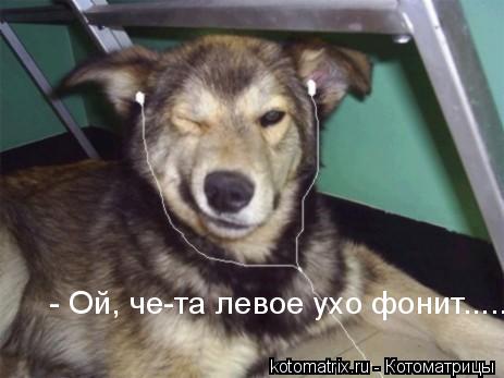 ... Котоматрица: