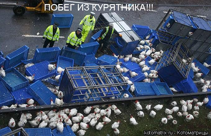 Котоматрица: 