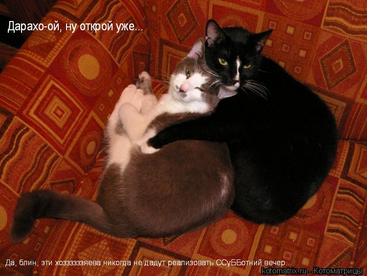 Котоматрица: 