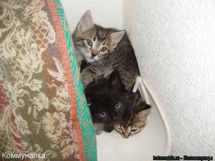 Котоматрица: 