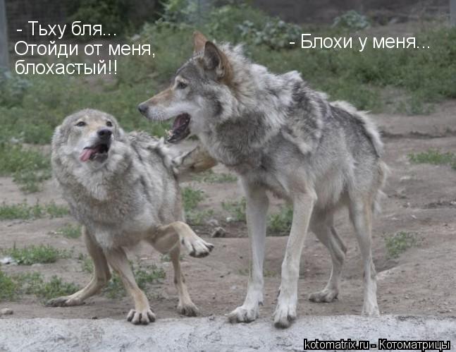 Котоматрица: 
