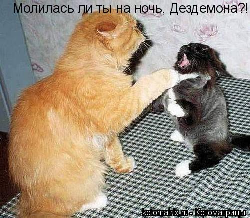 Котоматрица: 