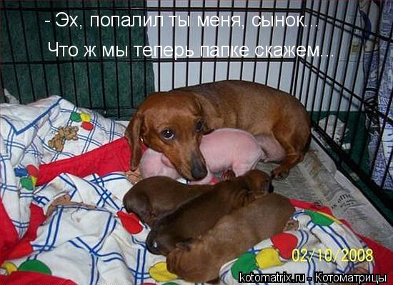 ... Котоматрица:
