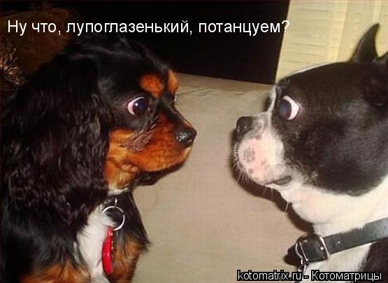 ... Котоматрица: