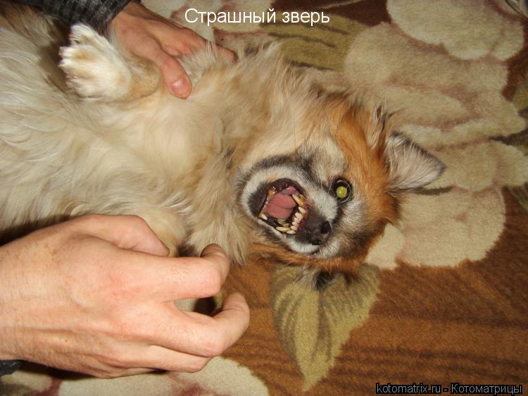 ... Котоматрица: