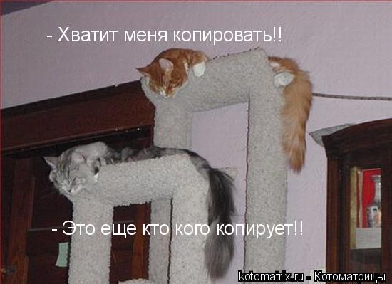 Котоматрица: 