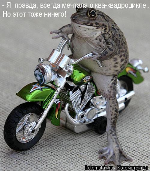 Котоматрица: 