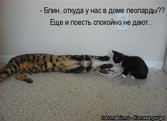 Котоматрица: 