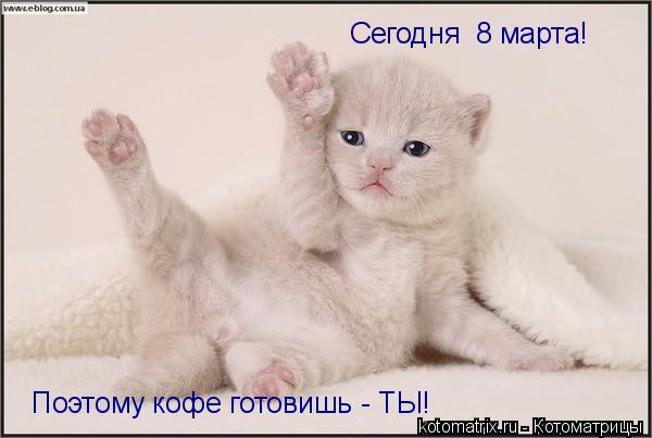 Котоматрица: 