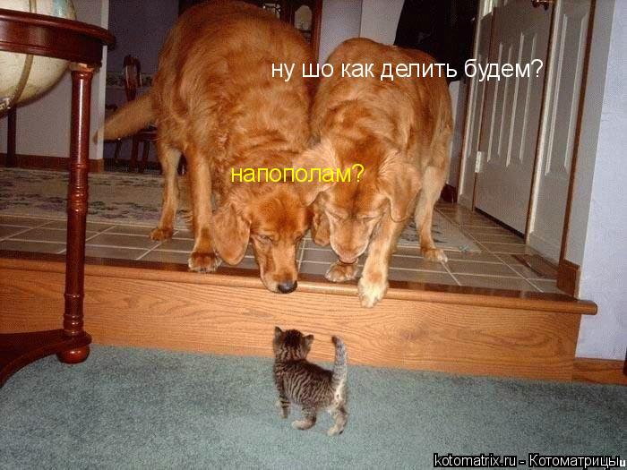 ... Котоматрица: