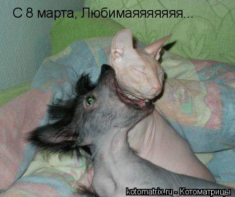... Котоматрица: