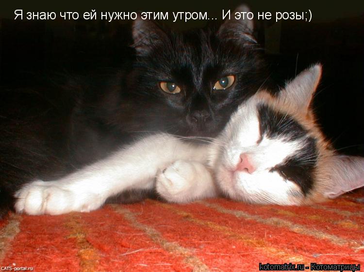 Котоматрица: 