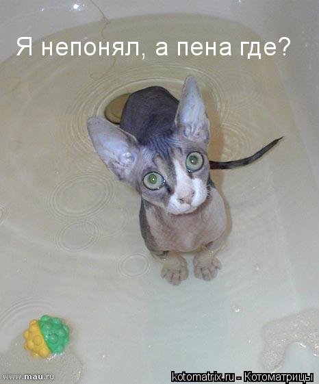Котоматрица: 