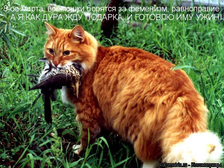 Котоматрица: 