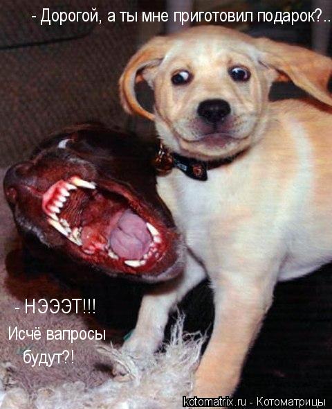 Котоматрица: 