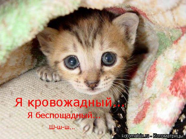 Котоматрица: 