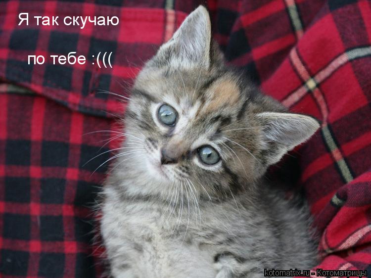 Котоматрица: 