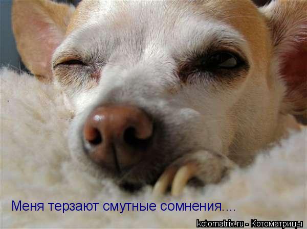 ... Котоматрица: