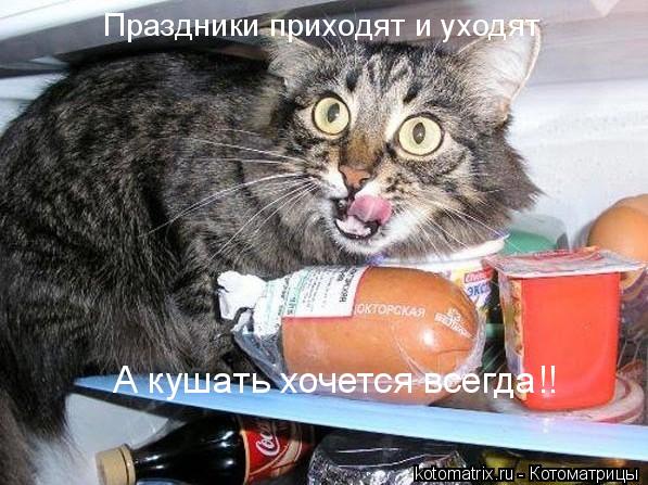 Котоматрица: 