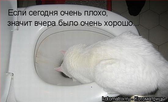 Котоматрица: 