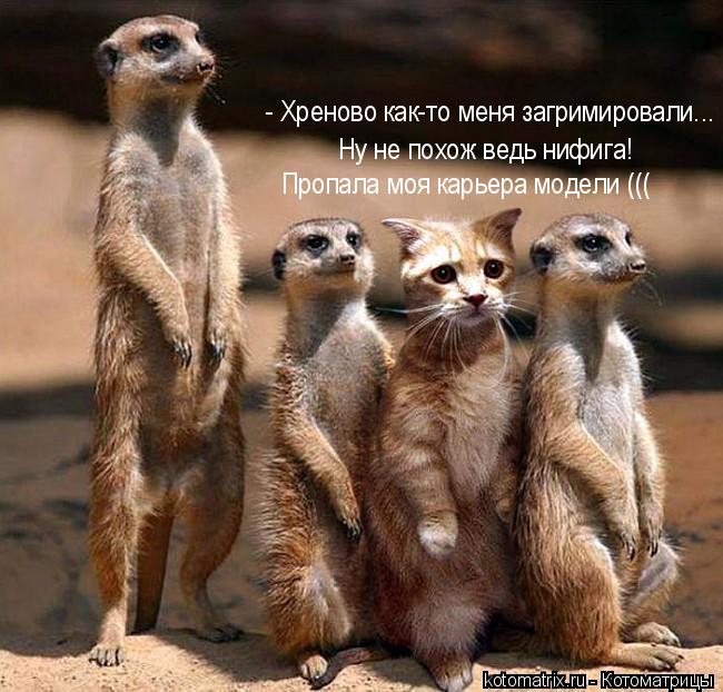 Котоматрица: 